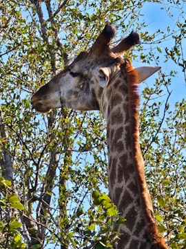 Kruger National Park South Accommodation at Mbuni Bush Cottage | Viya