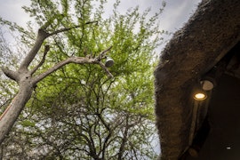 Limpopo Accommodation at Panzi Lodge | Viya