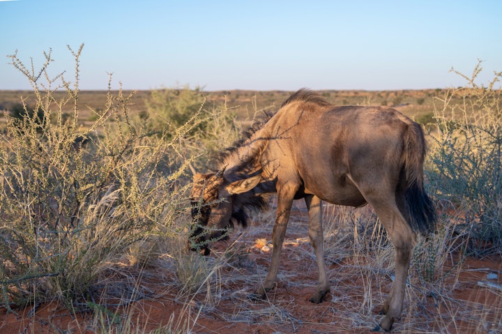 Northern Cape Accommodation at Kgalagadi Lifestyle Lodge | Viya