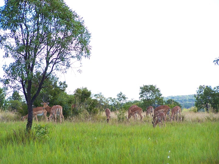 Limpopo Accommodation at Pumula Game Farm | Viya