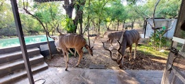 Kruger National Park South Accommodation at  | Viya