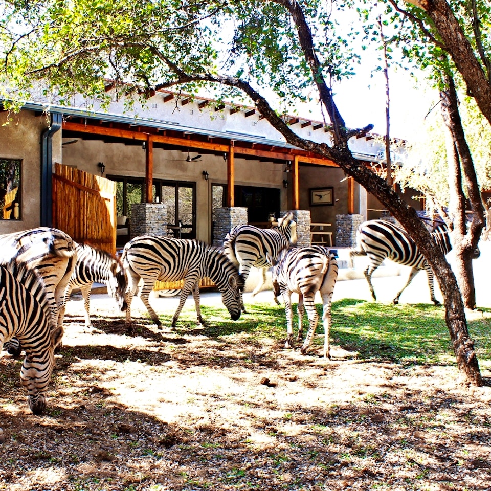 Kruger National Park South Accommodation at  | Viya