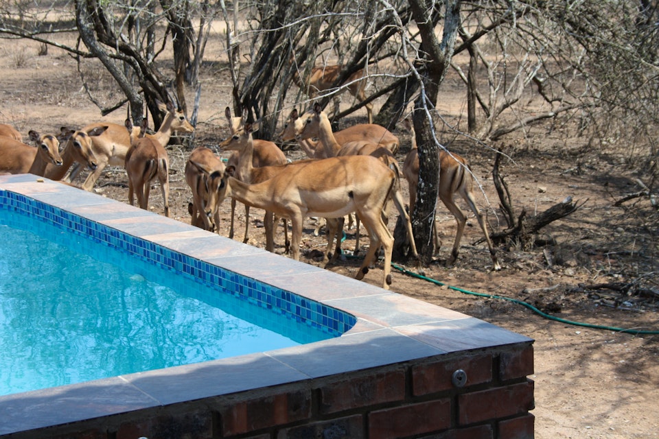 Kruger National Park South Accommodation at  | Viya