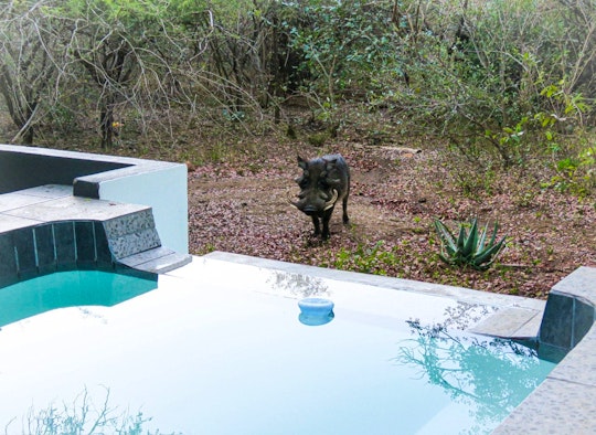 Kruger National Park South Accommodation at  | Viya