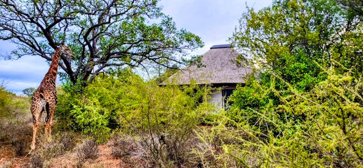 Limpopo Accommodation at Taaibos Bush Lodge | Viya