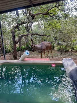 Kruger National Park South Accommodation at  | Viya