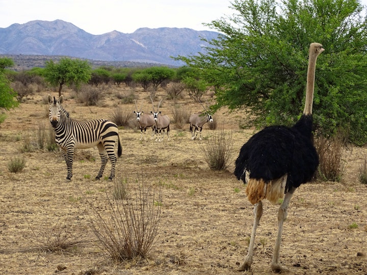 Namibia Accommodation at Eden Chalets | Viya
