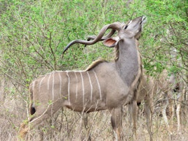 Kruger To Canyons Accommodation at  | Viya