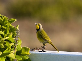 Western Cape Accommodation at Doornbosch Estate - Springbuck Cottage | Viya