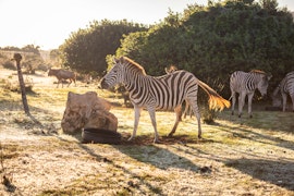 Western Cape Accommodation at Baardbos Private Game Reserve | Viya