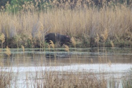 Dinokeng Game Reserve Accommodation at Cayail Bush Lodge | Viya