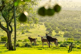 Eastern Cape Accommodation at Mantis Founders Lodge | Viya