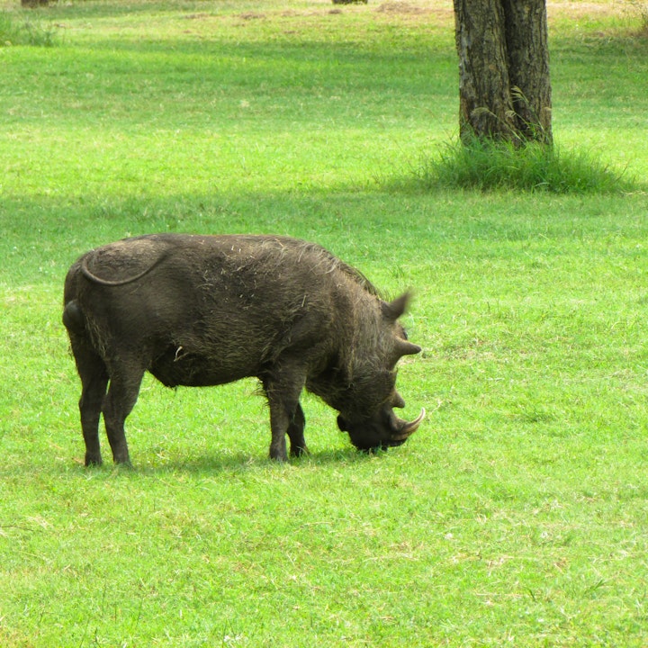 Zululand Accommodation at Nkonkoni Fishing Camp | Viya