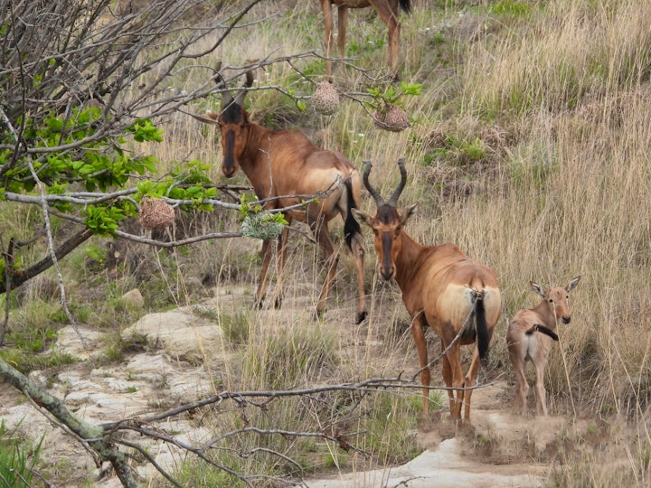 Mpumalanga Accommodation at Sagittarius Lodge | Viya