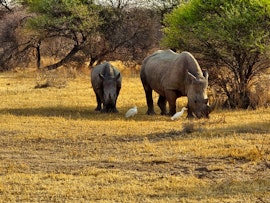 Dinokeng Game Reserve Accommodation at Cikeru Bush Camp - Meerkat | Viya