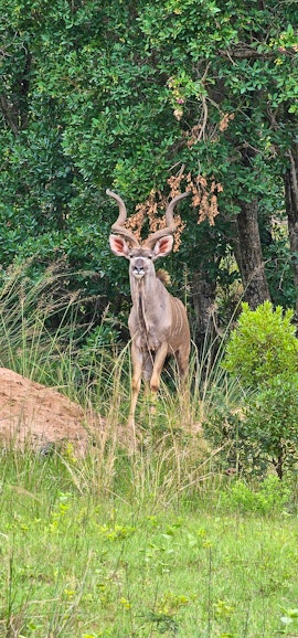 Waterberg Accommodation at  | Viya