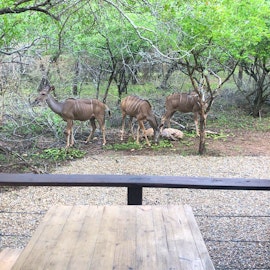 Kruger National Park South Accommodation at Tundra | Viya