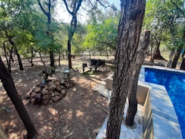 Kruger National Park South Accommodation at  | Viya