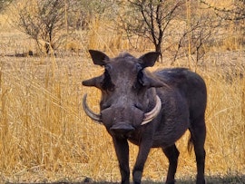 Dinokeng Game Reserve Accommodation at Cikeru Bush Camp - Meerkat | Viya