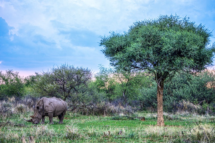 Limpopo Accommodation at Warthog Lodge – Mabalingwe Nature Reserve | Viya