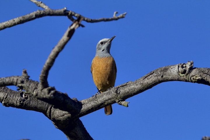 Waterberg Accommodation at Inzalo Safari Lodge | Viya