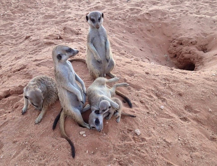 Northern Cape Accommodation at Kalahari Trails Nature Reserve and Meerkat Sanctuary | Viya