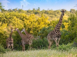 Kruger To Canyons Accommodation at Mountain View Safari Lodge | Viya