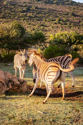 Western Cape Accommodation at Baardbos Private Game Reserve | Viya