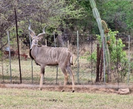 Waterberg Accommodation at RusteVinde Gasteplaas | Viya