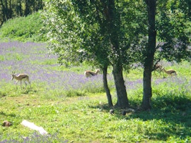 Boland Accommodation at Vindoux Guest Farm & Spa | Viya