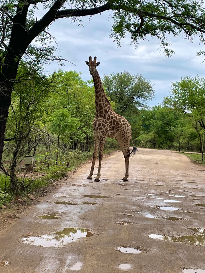 Kruger National Park South Accommodation at Numida Rus | Viya