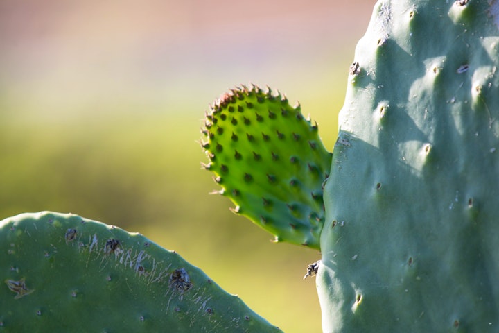 Northern Cape Accommodation at Seisoen Karoo Retreat | Viya