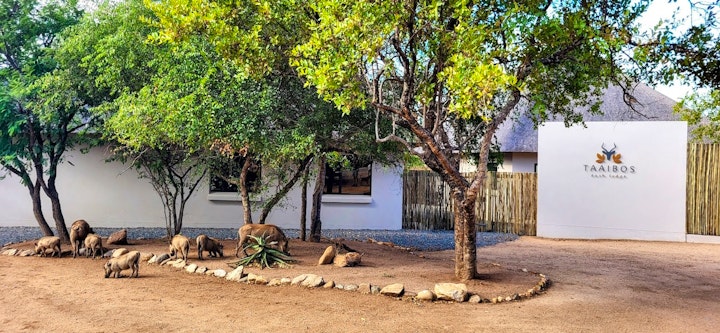 Limpopo Accommodation at Taaibos Bush Lodge | Viya