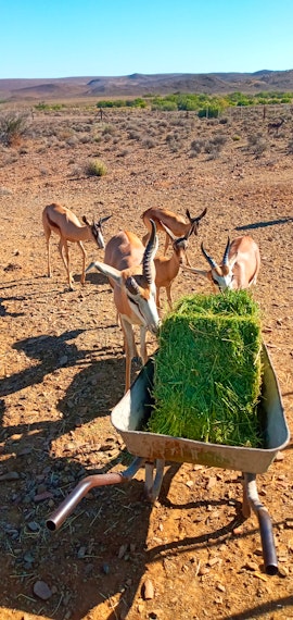 Karoo Accommodation at Eltos Karoo Stay Guest Farm | Viya