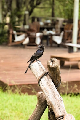 Waterberg Accommodation at  | Viya