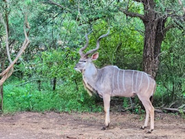 Kruger National Park South Accommodation at Sparrow 615 | Viya