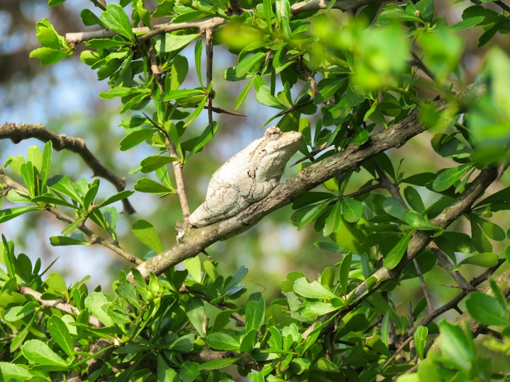 KwaZulu-Natal Accommodation at African Spirit Game Lodge | Viya