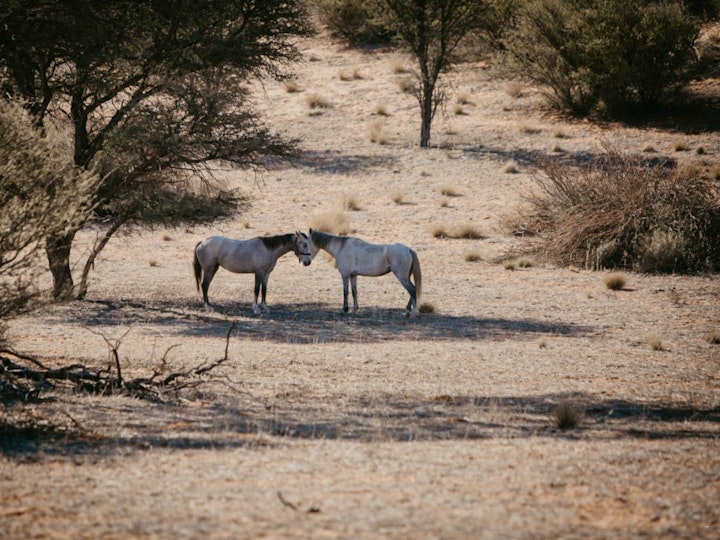 Northern Cape Accommodation at Dreghorn Kalahari Game Farm | Viya