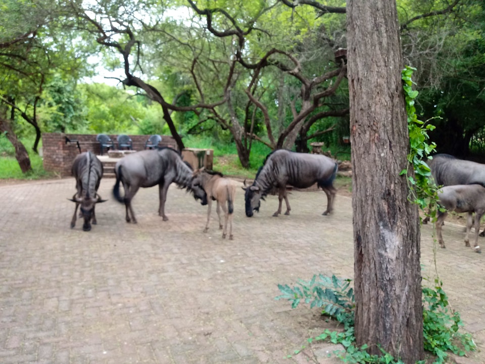 Kruger National Park South Accommodation at  | Viya