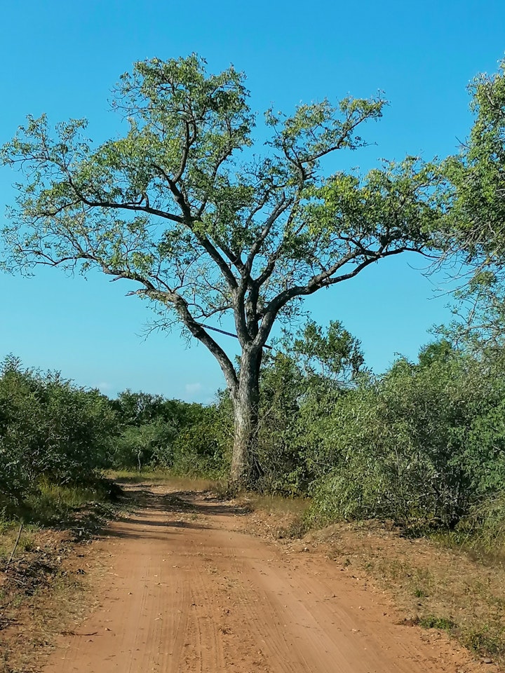 Kruger National Park South Accommodation at Ton & Trees | Viya