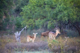 Limpopo Accommodation at Waterberg Game Lodge | Viya