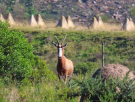 Eastern Cape Accommodation at BushBuck Farm Eco-Retreat | Take A Hike Cabin | Viya