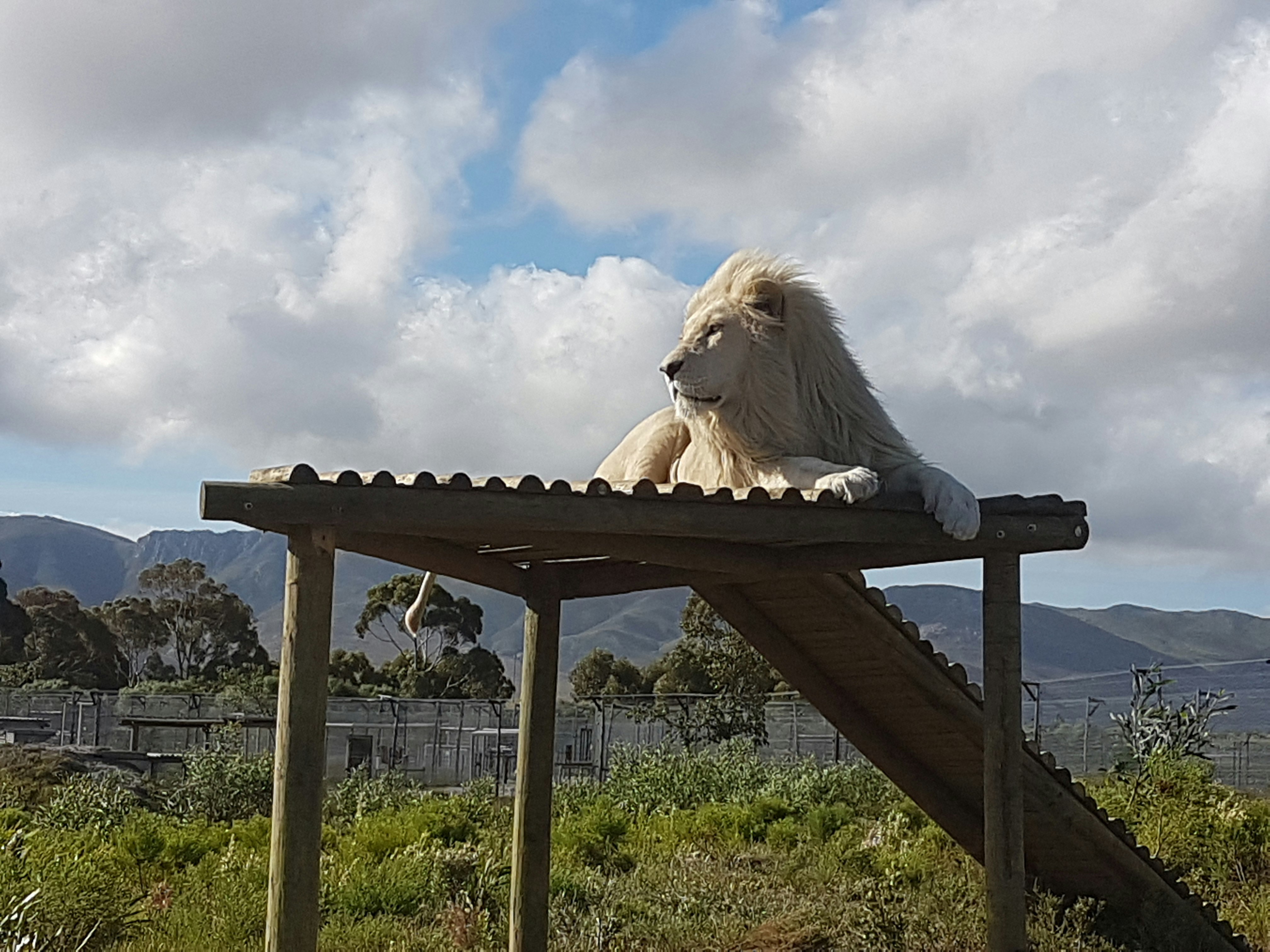 Panthera Africa - Big Cat Sanctuary 