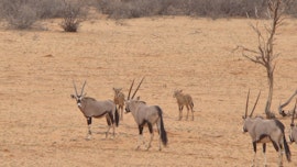 Namibia Accommodation at 21 Dunes Camping | Viya