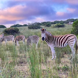 Western Cape Accommodation at Baardbos Private Game Reserve | Viya