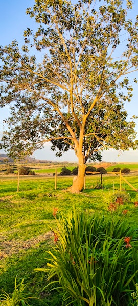 Overberg Accommodation at Magdala Guest Farm | Viya