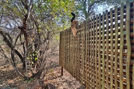 Kruger National Park South Accommodation at  | Viya