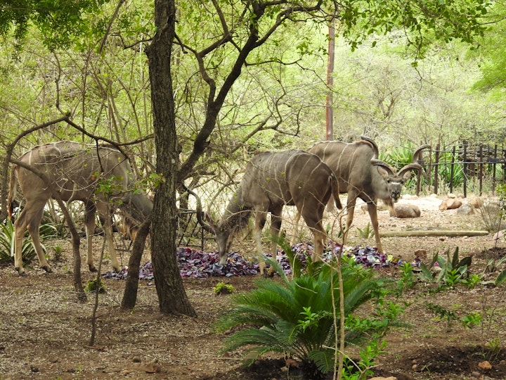 Kruger National Park South Accommodation at Hippoholiday | Viya