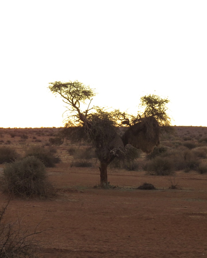 Kalahari Accommodation at Luxury Tented Chalets | Viya