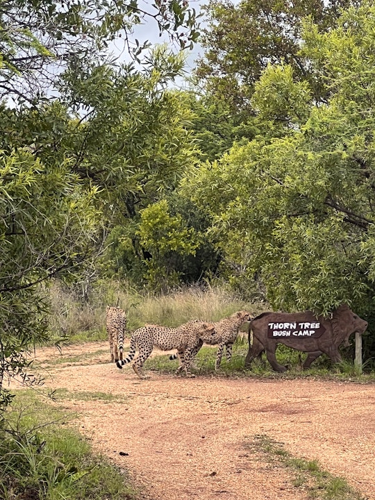 Dinokeng Game Reserve Accommodation at  | Viya